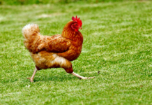 Aguascalientes ranks in national top 3 for poultry farming; industry withstands surge of Brazilian imports.