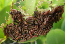 Pests and weather hit Durango: losses could reach $400 million.