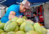 Hidalgo remains one of the leading producers of prickly pears in Mexico.