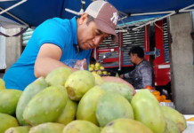 Hidalgo remains one of the leading producers of prickly pears in Mexico.