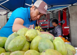 Hidalgo remains one of the leading producers of prickly pears in Mexico.