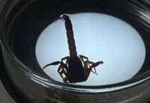 Scorpion stings surge in Guanajuato; over 37,000 cases reported.