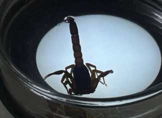 Scorpion stings surge in Guanajuato; over 37,000 cases reported.