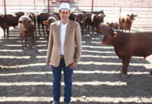 Coahuila awaits its turn to resume cattle exports to the U.S. following the reopening in Sonora.