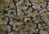 Drought affects 11,000 producers in Chiapas.