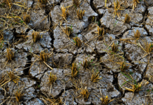 Drought affects 11,000 producers in Chiapas.