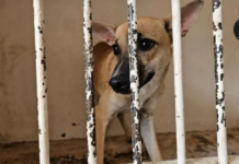 Observatories in Puebla, Tlaxcala, and Jalisco warn of slaughter risks under new animal law.