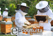 Bees, “environmental engineers,” are protected in Veracruz.