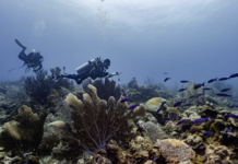 “Let’s reimagine the Gulf of Mexico under a development model that is not tied to oil.”