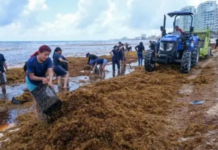 From Challenge to Opportunity: The Mexico-European Union Alliance Tackles Sargassum