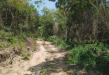 Profepa shuts down illegal construction due to environmental damage in Huatulco