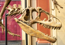 Coahuila Dinosaurs in the Mexican Mint’s New Collection: Here’s How to Get the Medals