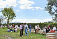 Queretaro Wine Harvest Season Boosts Vineyard Supply by 30 Percent and Expects 400 Million Pesos in Economic Impact