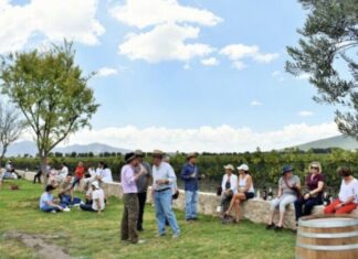 Queretaro Wine Harvest Season Boosts Vineyard Supply by 30 Percent and Expects 400 Million Pesos in Economic Impact