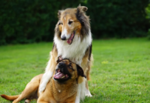 Association reports rise in dog thefts in Cancún; warning issued regarding potential scams.