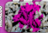 Hidalgo records 21 cases of screwworm in humans.