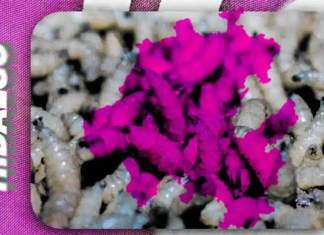 Hidalgo records 21 cases of screwworm in humans.