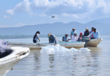 Raising thousands of whitefish and then releasing them into Lake Pátzcuaro: Michoacán’s strategy to save them from extinction.