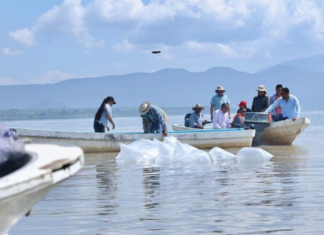 Raising thousands of whitefish and then releasing them into Lake Pátzcuaro: Michoacán’s strategy to save them from extinction.