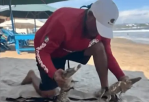 New Protocols for Coexistence with Crocodiles in Jalisco