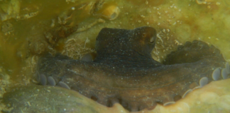 Microplastics in the Mayan octopus: research reveals their presence in 93.68% of the specimens analyzed in Campeche.
