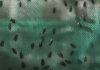 Screwworm affects 29 municipalities in Chihuahua.