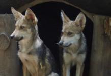 The Mexican Wolf: The Road to Extinction in the United States and Its Future in Mexico