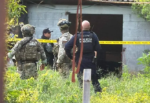 Sinaloa: almost 50 murders in just 10 days of interim government; They kill the trustee and his brother