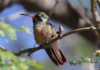 Poliniza already has 240 gardens in Mexico: why does Baja California Sur remain at zero?