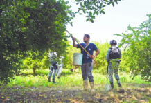 Authorities take action over contaminated avocados; workers demand order.