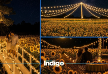 Santum, the sunflower field in Tlaxcala that lights up at night: dates, prices, and how to get there