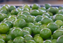 Tecomán business owners seek to bring local products to Europe.