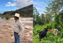 Rains transform the landscape of BCS: ‘it’s impressive to see the desert full of water’