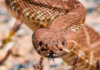 Watch out for them! These are the animals that appear in Baja California Sur after the rains.