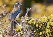 Cozumel Island Bird Festival 2026: dates, activities, and everything happening from October 7 to 11