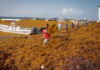 Quintana Roo sargassum ranking: Cancún and Tulum among top 4 for beaching