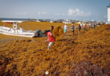 Quintana Roo sargassum ranking: Cancún and Tulum among top 4 for beaching