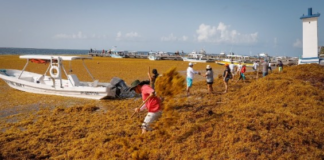 Quintana Roo sargassum ranking: Cancún and Tulum among top 4 for beaching