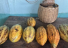Cacao: the seed that places Chiapas among the national leaders.
