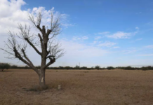 Coahuila has 23 abnormally dry municipalities, and Durango has 11.