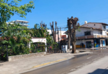 Outrage over tree felling in the Versalles neighborhood, north of Puerto Vallarta.