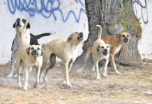 Dog attack leaves one dead and two injured in Tizayuca, Hidalgo.