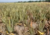 Tamaulipas leads aloe vera production in Mexico.