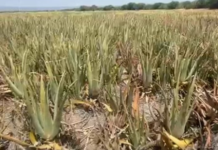 Tamaulipas leads aloe vera production in Mexico.