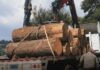 Illegal logging in the State of Mexico is out of control