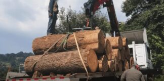 Illegal logging in the State of Mexico is out of control